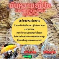 ราคา มันหวานญี่ปุ่นสายพันธุ์คุริโคกาเนะ ปลูกในไทย (28678662845)