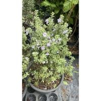 ราคา #ต้นนีออนแคระญี่ปุ่นพันธุ์ใหม่ #ต้นนีออนแคระ พันธุ์ใหม่ ใบสีเทา ใบเล็ก #พันธุ์หายาก ดอกเล็กๆกระถาง12-15 นิ้ว (42706543295)