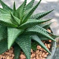 ราคา แคคตัสฮาโวเทีย ม้าเวียน Haworthia Limifolia ไม้หายาก พืชอวบน้ำ กระบองเพชร กระถาง4.5นิ้ว (ส่งทั่งกระถาง) (42752415521)