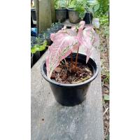 ราคา บอนสีฮกหลงไม้ฟอกอากาศ (13502814951)