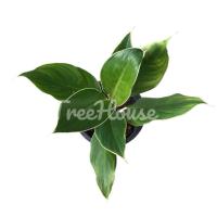 ราคา หยกกาญจนา กระถาง 8 นิ้ว / Aglaonema sp. ‘Yokkanchana’ (8102879112)