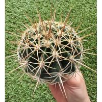 ราคา พร้อมส่งแคคตัสเมโล ไม้เมล็ด หนามยาวสวยมาก Melocactus curvispinus ssp dawsonii (24361603750)