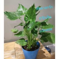 ราคา ต้นนางกวัก ไม้มงคล กวักเงินกวักทอง (6688047954)