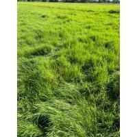 ราคา พันธุ์หญ้าแพงโกล่า บรรจุ 5 kg (26107235907)