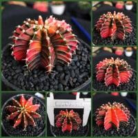 ราคา ยิมโนด่าง LB2178 Hybrid ด่างทุกพู สีสดๆ (7443127295)