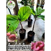 ราคา ต้นมะเดื่อยักษ์มาเลย์ มะเดื่อมาเลย์ (29650957076)