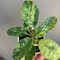 ราคา Dorstenia Foetida / Dorstenia Crispa มะพร้าวทะเลทรายด่าง มะพร้าวทะเลทราย พร้อมส่ง (22033385666)