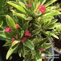 ราคา โป๊ยเซียนแคระใบด่าง ต้นเล็ก (5133785822)