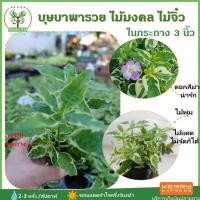 ราคา [ต้นไม้จิ๋ว] ต้นบุษบาพารวย ในกระถาง ขนาด3นิ้ว ไม้มงคล พร้อมกระถางฟรี ต้นสูง 7-10 ซม.วางบนโต๊ะทำงานได้ ต้นไม้มินิมอล (3234681465)