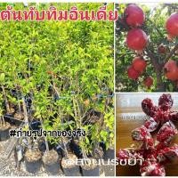 ราคา ต้นทับทิมอินเดีย ทับทิมแดงมารวย ทับทิมเมล็ดนิ่ม กิ่งตอนชำแล้ว ลงปลูกได้เลย (2740323552)