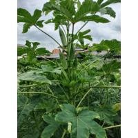 ราคา เมล็ดพันธุ์กระเจี๊ยบเขียวดกฝักใหญ่ 300 เมล็ด (44355907020)