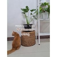 ราคา ฟิโลเดนดรอน ซานาดู ไม้ฟอกอากาศ เลี้ยงแสงแดดรำไรหรือเลี้ยงในบ้าน กระถาง 11 นิ้ว (19395167800)