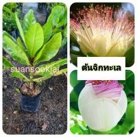 ราคา ต้นจิกทะเล จิกทะเล ดอกสวย (43802554510)