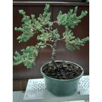 ราคา บอนไซสนเลื้อยสนจูนิเปอร์ (8818891980)