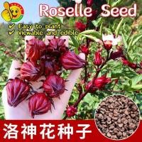 ราคา 100 เมล็ด เมล็ดกระเจี๊ยบแดง เมล็ดพันธุ์กระเจี๊ยบแดง กระเจี๊ยบแดง Edible Roselle Seeds Flower Seeds เมล็ดดอกไม้ ต้นบอนสี (27330410000)