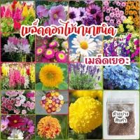 ราคา เมล็ดพันธุ์​ดอกไม้ นานาชนิด เมล็ดเยอะราคาถูก เช่นคอสมอส บานชื่น สร้อยไก่ ดาวเรื่อง (22725314546)