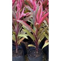 ราคา ต้นทับทิมสยาม ต้นแดงสยามPalm lily หรือต้นหมากผู้หมากเมีย ต้นไม้มงคล สีสันสวยงาม (3270519414)