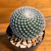 ราคา แมม ฯ “ นกฮูก “ ( Mammillaria microthele ) กลมๆ น่ารั๊ก น่ารัก (3121999162)