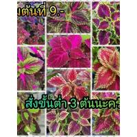 ราคา ต้นฤาษีผสม บันไดสวรรค์ด่าง ชบาเมเปิ้ล ❗ยอดขายอันดับ1 (❗มี2ต้นต่อกระถาง ตกต้นละ10บ.❗) ‼️ (10464419071)