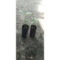 ราคา ผักหวานป่าสีทองยอดเหลืองพร้อมปลูก (3495926898)