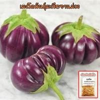 ราคา มะเขือจานม่วง เมล็ดพันธุ์ 40-100 เมล็ด มะเขือเปราะจานสีม่วง ซื้อ 10 แถม 1 คละได้ (24671429549)