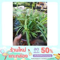 ราคา ต้นไผ่เงินไผ่แมวไผ่มงคล ขนาดกระถาง 6" (15838171955)