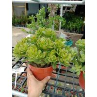 ราคา ต้นคลาสซูล่า ไม้อวบน้ำ 1ต้น (7645703077)