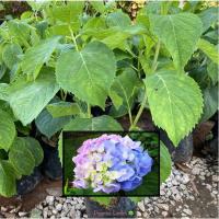 ราคา ต้นไฮเดรนเยีย ไฮเดรนเยีย (Hydrangea) ดอกไม้มหัศจรรย์เปลี่ยนสีได้ ** รับประกัน ส่งใหม่ฟรีหากสินค้าเสียหาย !! (18705117360)