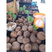 ราคา บัวบกโขดตำหนิราคาถูก1กิโลกรัม ประมาณ3-5หัวบัวบกโขดหัวตำหนิไม่กลมขรุขระถลอก ขายเฉพาะหัวนำไปเพาะเอง ต้น บัวโขด บัวบกโขด (11629833108)