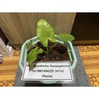 ราคา บอนกระดาดด่างขาว อนาคตไกล (11848036684)