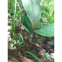 ราคา ว่านพญาอึ่ง ปลูกแล้วเป็นสิริมงคลแก่บ้าน รวย ค้าขายดี เมตตามหานิยม ว่านศักดิ์สิทธิ์ ขายเป็นหัวเหง้า ปลูกในถุงดำ 59 บาท (10740666845)