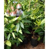 ราคา ต้นกระดิ่งนางฟ้า กระดิ่งเงิน กระดิ่งทอง กระดิ่งเรียกทรัพย์ ต้นสูง 30-50cm.(1 ต้น) (4538394508)