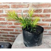 ราคา ต้นสนใบพายญี่ปุ่นแคระ ต้นสูง 30-40 ซม. เหมาะสำหรับทำบอนไซ (27160303938)