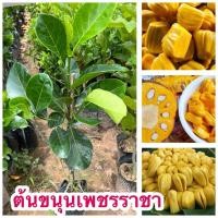 ราคา ต้นขนุนเพชรราชา แบบทาบกิ่ง สูง50เซน พร้อมส่ง (43359315832)