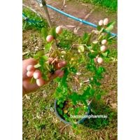 ราคา ต้นมะม่วงหาวมะนาวโห่ ต้นกิ่งตอน สูง 50-70 ซม. กระถาง 10 นิ้ว ต้นติดผลหมดแล้วครับ (24013683091)