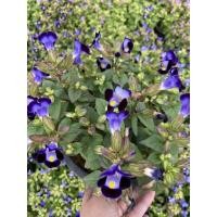 ราคา ต้นแววมยุรา พืชผัก สมุนไพร ช่วยดูดซับสารพิษในอากาศ แววมยุรากระถาง8นิ้ว (3462681323)