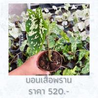 ราคา บอนสี บอนเสือพราน (10843799429)