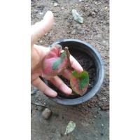 ราคา นางไหม​ บอนสี​ นางไหมกัดสีสวยๆ (13533523187)