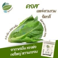ราคา เมล็ดพันธุ์ คอส (Cos Lettuce) คอสอิตาลี (21276177987)