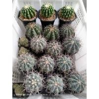 ราคา กระบองเพชร แคคตัส เมโลฟ้า (8863992308)