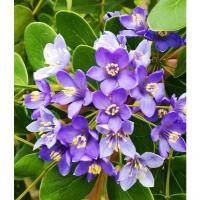 ราคา ขาย ต้นแก้วเจ้าจอม 10ใบ(4ใบ+6ใบ) ไม้มงคลต้นสวยๆส่งพร้อมกระถาง11 นิ้วเสียหายจากการขนส่งเคลมฟรีค่ะ (27014700360)