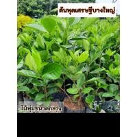 ราคา ต้นพุดเศรษฐีบางใหญ่ พุดบางใหญ่ พุดซ้อน (21873305221)