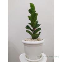 ราคา #ไทรใบสักแคระ #ต้นไม้ฟอกอากาศ ยกไปทั้งกระถาง (5036529051)