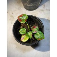 ราคา เบบี๋ ชายชล บอนสีชายชล ภาพถ่ายจากสินค้าจริง (15229836443)