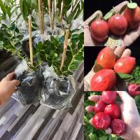 ราคา ต้นมะม่วงหาวมะนาวโหญี่ปุ่น (1ต้น) (28204931460)