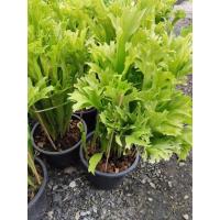 ราคา เฟิร์นเขากวาง แบบยืนต้น ลงกระถาง เฟินเขากวาง Platycerium bifurcatum Common Staghorn (27137525986)