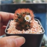 ราคา แคคตัส (Cactus) แมมคามิเน่แดง ♥️♥️หนามสีแดงสดๆ♥️♥️(Mammillaria Carmenae)ดอกสีขาว (6082785854)