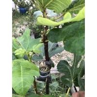 ราคา กิ่งตอนมะเดื่อฝรั่งสายพันธุ์ Deanna (12037732181)