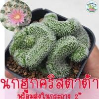 ราคา นกฮูกคริส Mammillaria Microthele Cristata ไม้สะสม แคคตัส กระบองเพชร (15279901102)