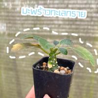 ราคา NEW❤️ มะพร้าวทะเลทราย กระบองเพชร แคคตัส cactus ไม้อวบน้ำ (22981406650)